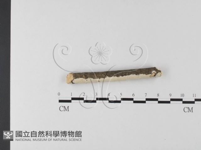 登錄號:F0025612藏品圖，第3張