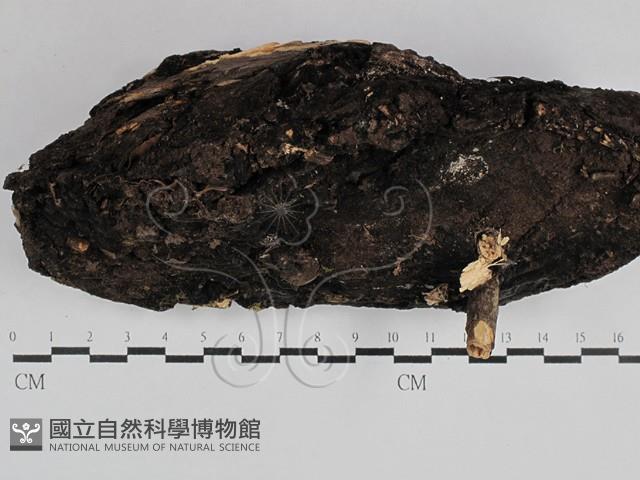 Accession Number:F0029612 Collection Image, Figure 3, Total 3 Figures