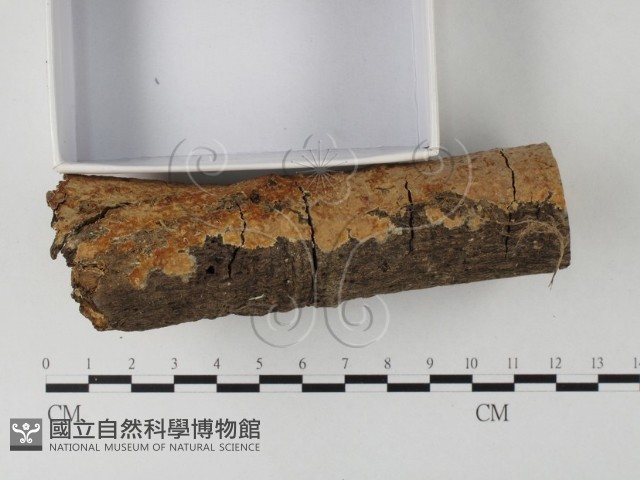 顯絲菌屬藏品圖，第3張