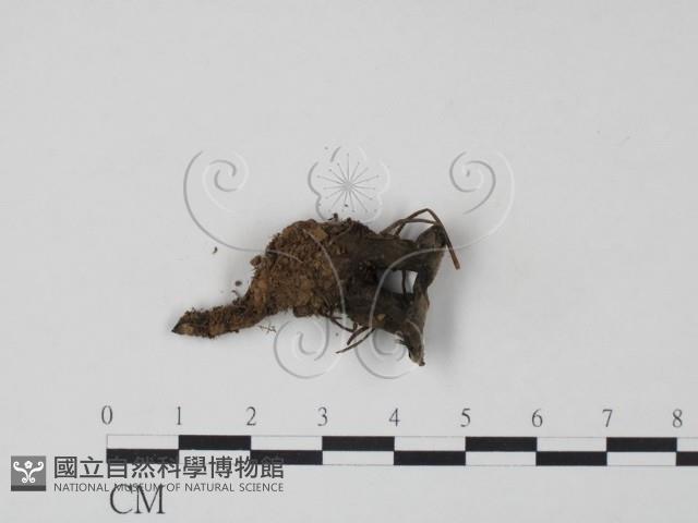 革菌屬藏品圖，第3張