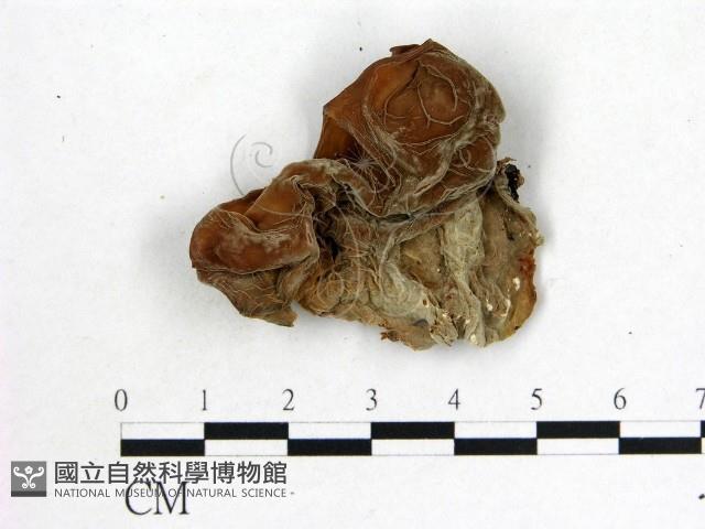 木耳屬藏品圖，第3張