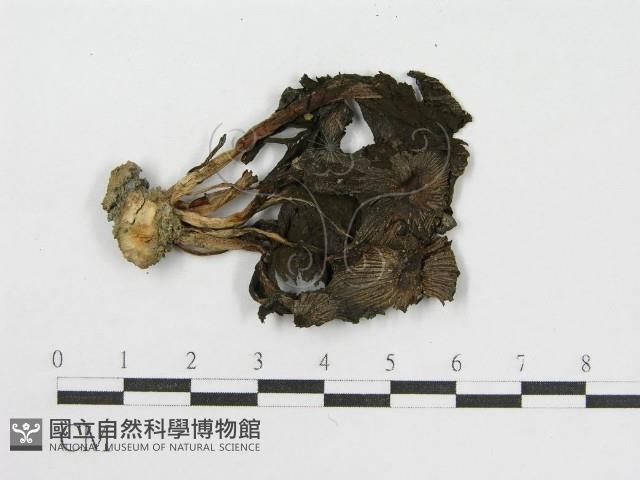 登錄號:F0000412藏品圖，第3張