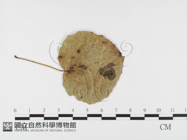 登錄號:F0026412藏品圖，第1張