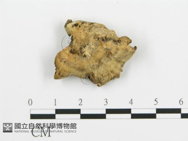 煙管菌藏品圖，第3張