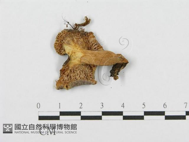 紅菇屬藏品圖，第3張