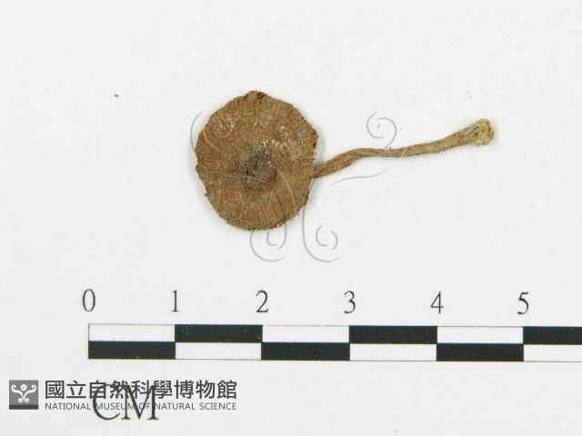 登錄號:F0011412藏品圖，第1張