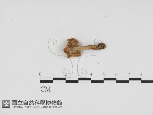 乳菇屬藏品圖，第3張