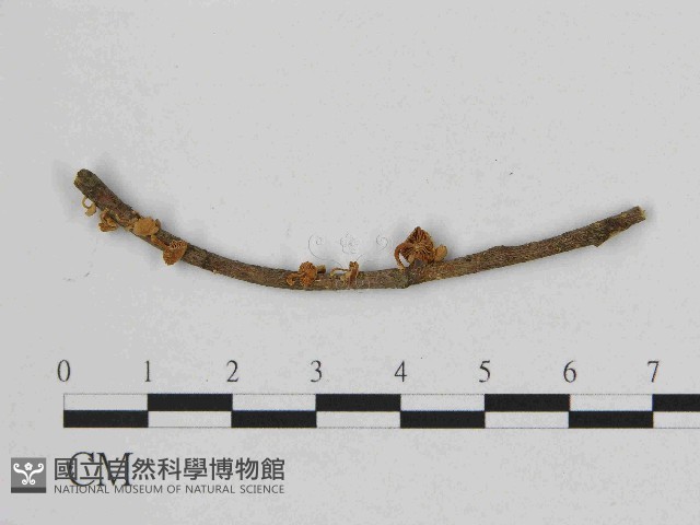 小皮傘屬藏品圖，第3張