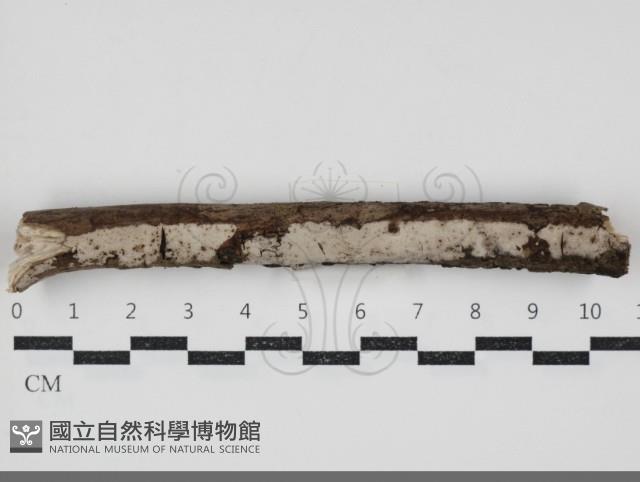 登錄號:F0034412藏品圖，第3張