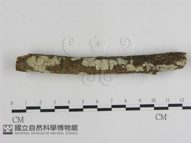 登錄號:F0002412藏品圖，第1張