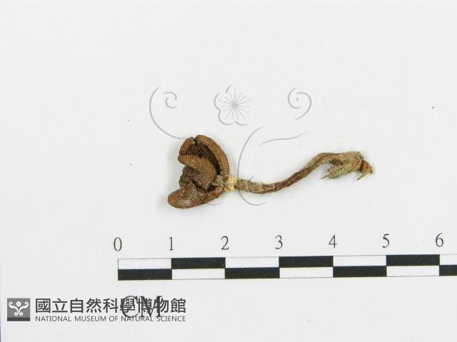 傘菌屬藏品圖，第3張