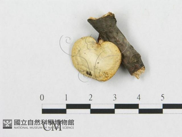 登錄號:F0017412藏品圖，第1張