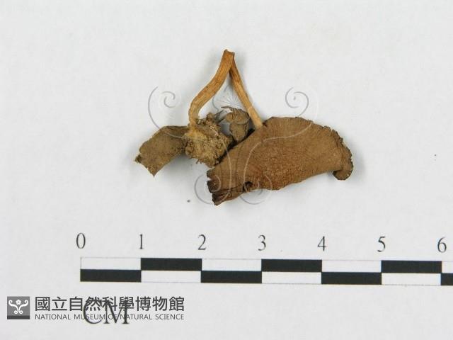 登錄號:F0005412藏品圖，第3張