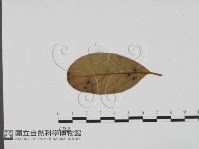 登錄號:F0019412藏品圖，第3張