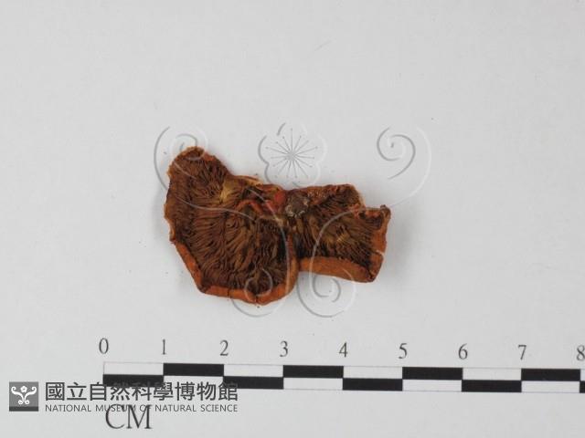 登錄號:F0013412藏品圖，第3張