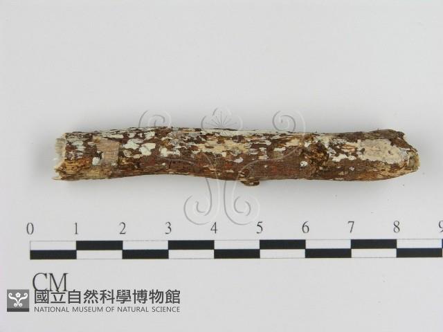 刺皮菌屬藏品圖，第3張