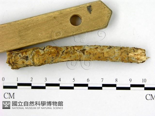 射脈菌屬藏品圖，第3張
