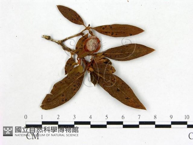 登錄號:F0020712藏品圖，第3張
