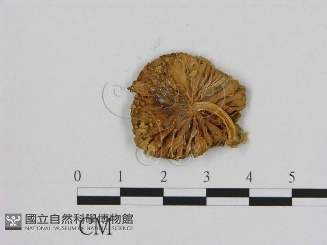 登錄號:F0010712藏品圖，第3張