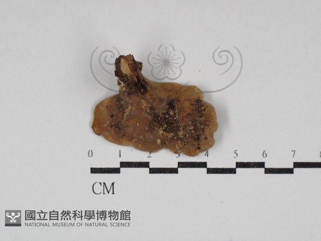 多孔菌屬藏品圖，第3張