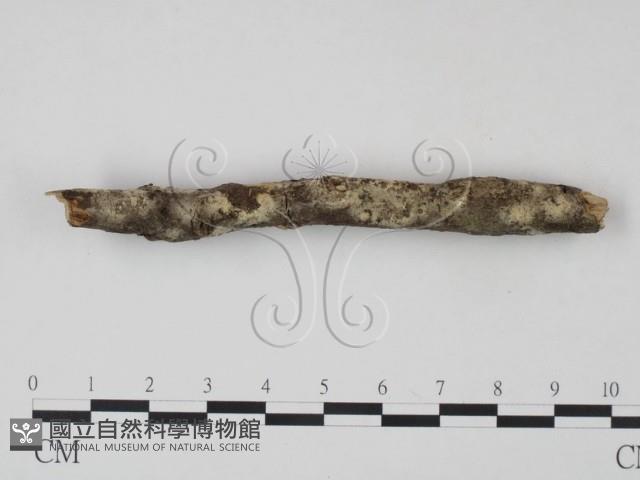 剛毛絲皮菌藏品圖，第3張