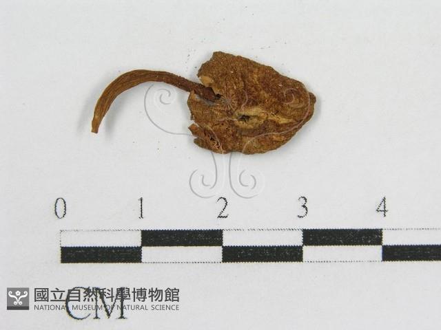 粉褶菌屬藏品圖，第3張