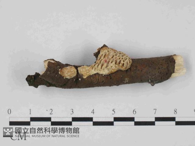 登錄號:F0014712藏品圖，第3張