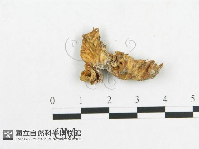 多孔菌屬藏品圖，第3張