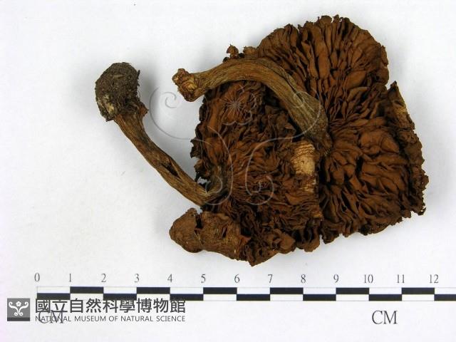 登錄號:F0012712藏品圖，第3張