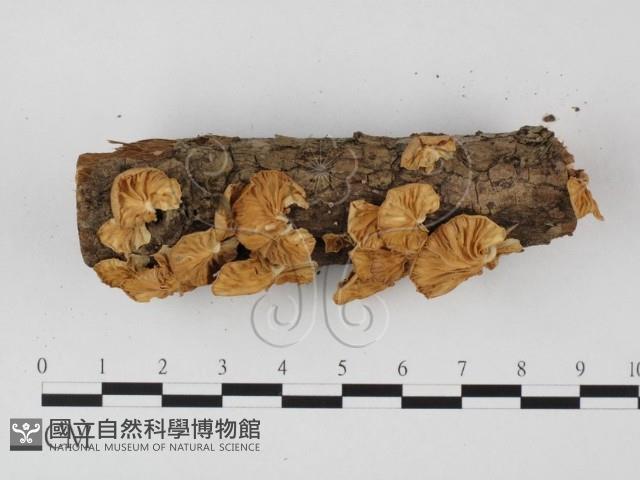 登錄號:F0025712藏品圖，第3張