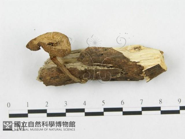 登錄號:F0019712藏品圖，第3張