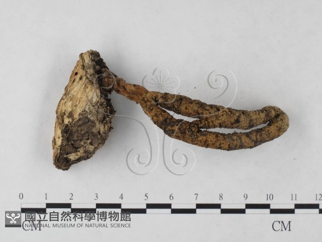 登錄號:F0023712藏品圖，第3張
