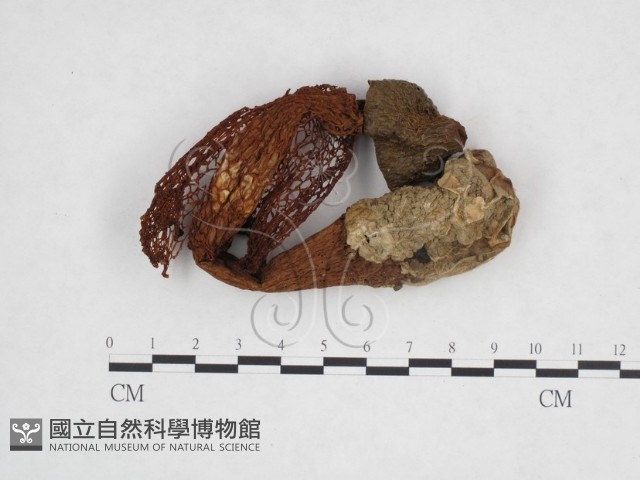 登錄號:F0003712藏品圖，第1張