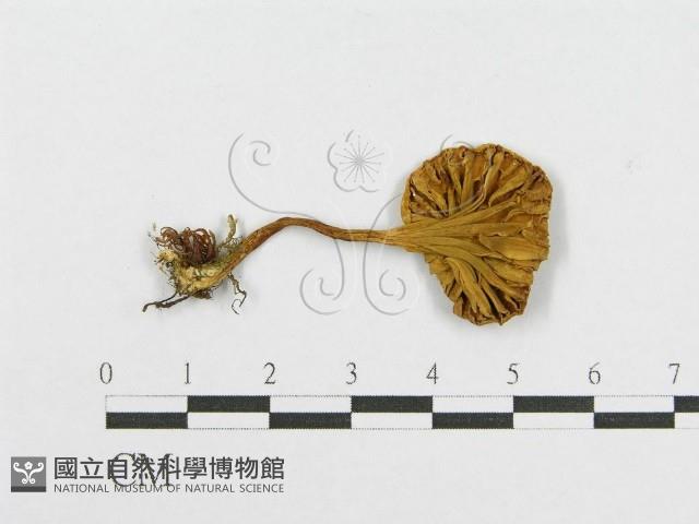 登錄號:F0008512藏品圖，第3張