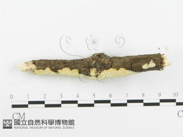 登錄號:F0020512藏品圖，第3張