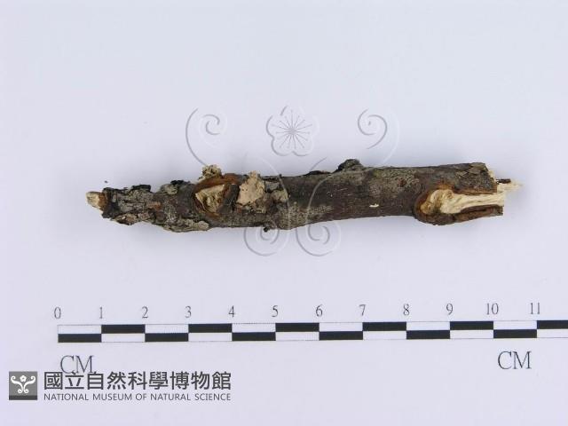 登錄號:F0000512藏品圖，第3張