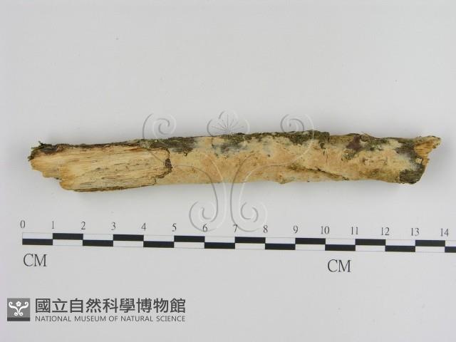 登錄號:F0010512藏品圖，第3張