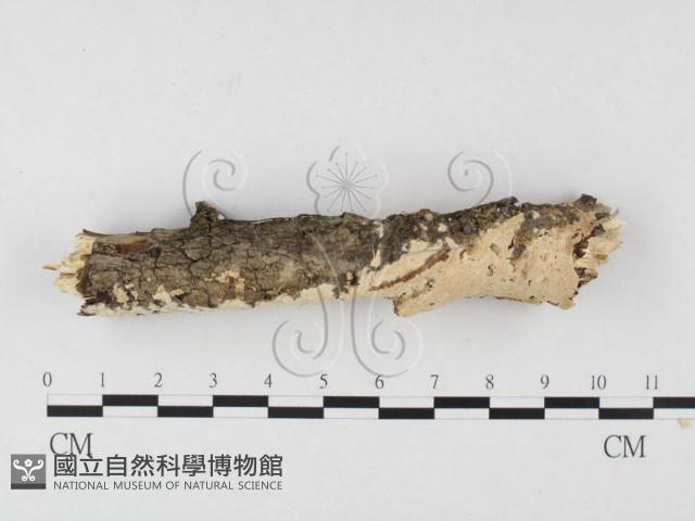 登錄號:F0026512藏品圖，第3張