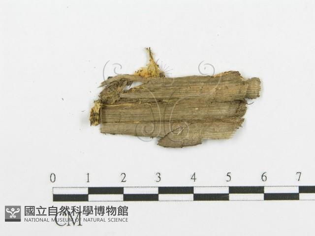 登錄號:F0016512藏品圖，第3張