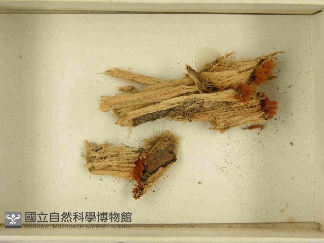 登錄號:F0021512藏品圖，第3張