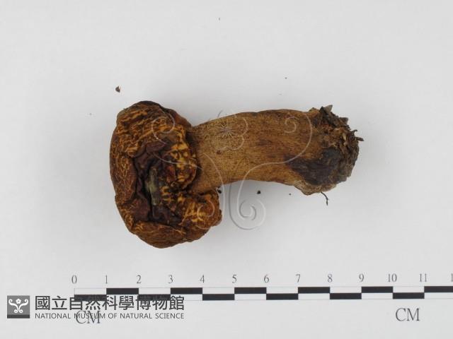 登錄號:F0024512藏品圖，第3張