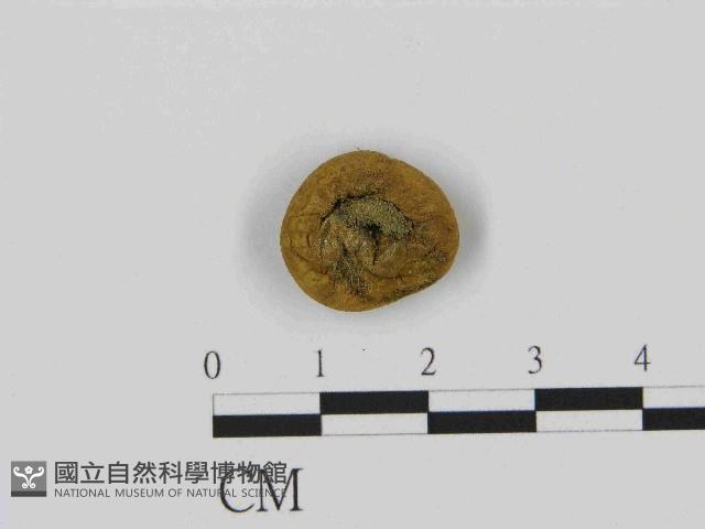 登錄號:F0014512藏品圖，第3張
