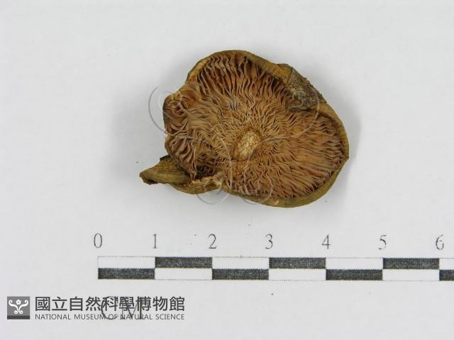 登錄號:F0012512藏品圖，第3張