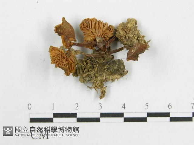 粉褶菌屬藏品圖，第3張