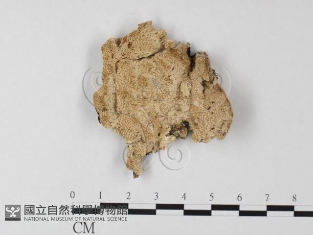 登錄號:F0017512藏品圖，第1張