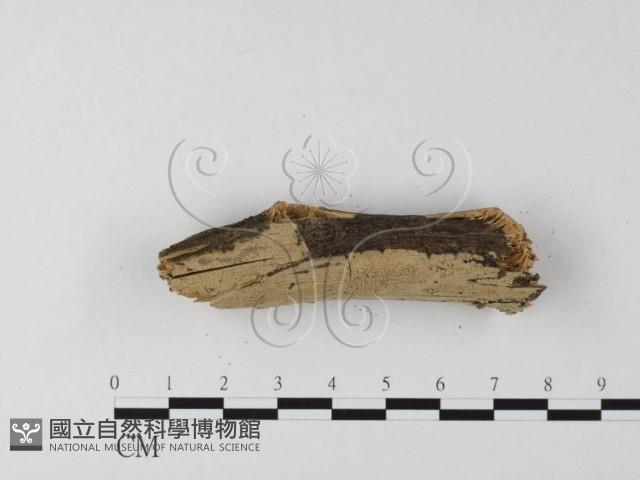 登錄號:F0025512藏品圖，第3張