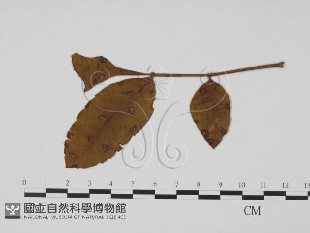 登錄號:F0019512藏品圖，第3張