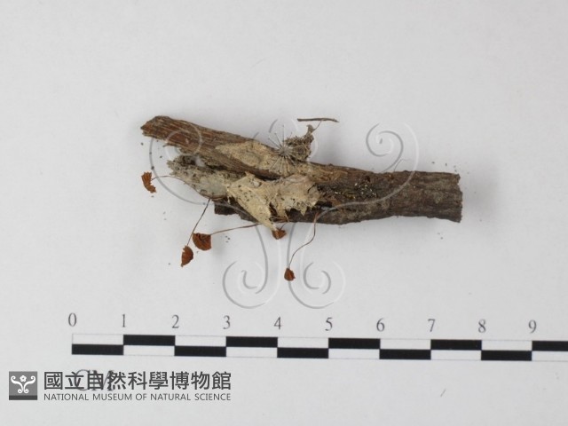 登錄號:F0023512藏品圖，第3張