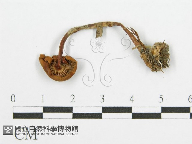 登錄號:F0003512藏品圖，第3張