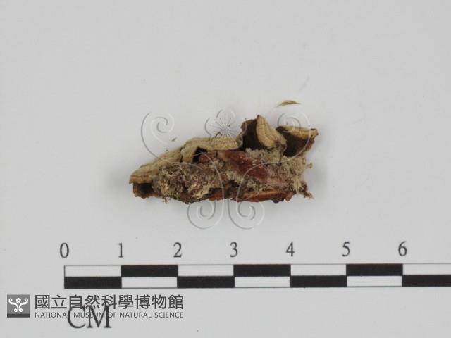 附毛菌屬藏品圖，第3張